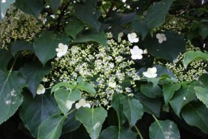 hydrangea petiolaris (1200 x 800)